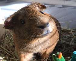 The star has adopted several guinea pigs named Luna, Mocha, Nova, and Erza in her home. Mocha passed away in June 2022. 